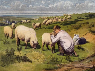 The Young Shepherd